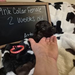 Pink collar female - Black and red female German Shepherd puppy in Eugene, Oregon from Vom Osuna K9s