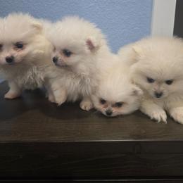 Pomeranian puppies from Ruby's Poms