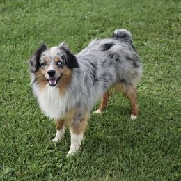 Spur - Miniature Australian Shepherd