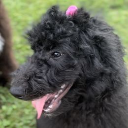 Aussiedoodles from Muddy Puppy Farm