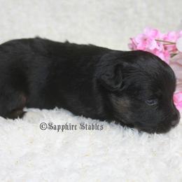 Aussiedoodle, Miniature Australian Shepherd, and Toy Australian Shepherd Puppies from Sapphire Stables