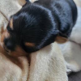 Girl 1 - Blue and gold female Yorkshire Terrier puppy in Willow Grove, Pennsylvania from Willow Grove Yorkie
