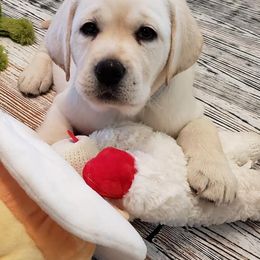Labrador Retrievers from Nightmoone Labradors