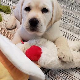 Labrador Retrievers from Nightmoone Labradors