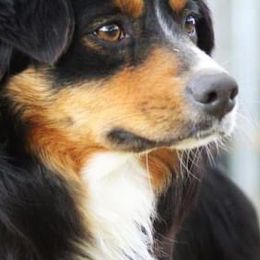 Australian Shepherds, Miniature American Shepherds, and Miniature Australian Shepherds from Diamond H Aussies