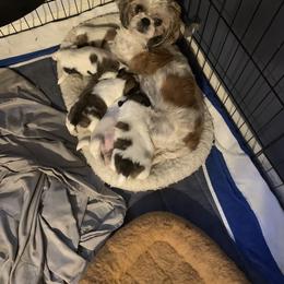 Shih Tzu Puppies from Vicky‘s precious paws