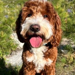 Mac - Goldendoodle