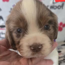 Lady - Liver and white female English Springer Spaniel puppy in Brodhead, Wisconsin from Pinwheel Acres