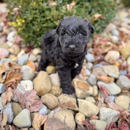 Girl 1 - Black female Lakeland Terrier puppy in Marshallville, Ohio from Anne's Pups