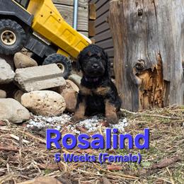 Rosalind - Black female Labradoodle puppy in Genoa City, Wisconsin from Sakura Pups