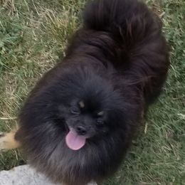 Pomeranians from Ryan's Precious Pomeranians
