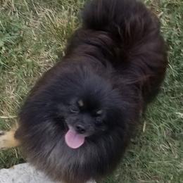 Pomeranians from Ryan's Precious Pomeranians
