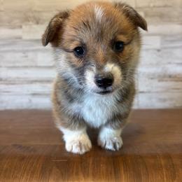 Dean - Red male Pembroke Welsh Corgi puppy in Mc Cammon, Idaho from Sunny J Corgis and Mini Americans