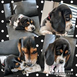 Beagle Puppies from Jennifer Knapp's Beagles