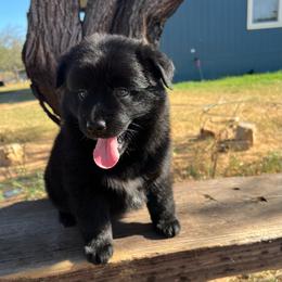Sparkle - Black & white female Australian Shepherd puppy in Devine, Texas from Sun Kissed Aussies