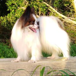 spanky - Papillon