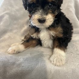 Shasta - Black tri-color female Aussiedoodle puppy in Lowville, New York from Adirondack Labradoodles