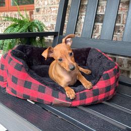 Boy 1 - Red male Miniature Pinscher puppy in Claypool, Indiana from Valjalu’s Minianture Pinschers