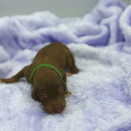 Pumpkin - Brown and white male Sheepadoodle puppy in Greeneville, Tennessee from Smokey Mountain Sheepadoodles