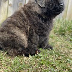 Bouvier des Flandres Puppies from Mathes Bouvier des Flandres