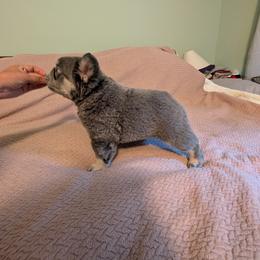 French Bulldog Puppies from Sonoma Fabulous Frenchies