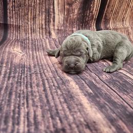 Light blue collar - Gray male Cane Corso puppy in Fritch, Texas from Carrie Brown's Cane Corsos