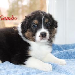 Gumbo - Black tri-color male Australian Shepherd puppy in Coldwater, Michigan from Northern Star Australian Shepherds