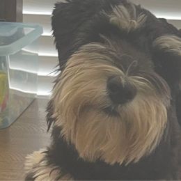Coco - Miniature Schnauzer