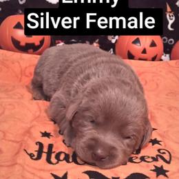 Emmy - Silver female Dilute Retriever puppy in Madras, Oregon from GT Labradors