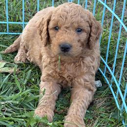 Joey - Apricot male Goldendoodle puppy in Strasburg, Virginia from Shenandoah Valley Doodles