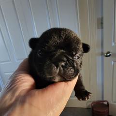 French Bulldog Puppies from Bay River French Bulldogs
