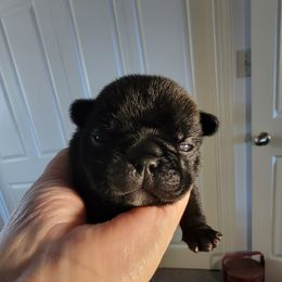 French Bulldog Puppies from Bay River French Bulldogs