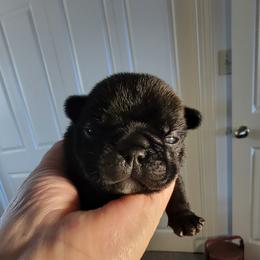 French Bulldog Puppies from Bay River French Bulldogs