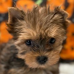 Beau - Black and gold male Yorkshire Terrier puppy in Lexington, North Carolina from Silver Valley Yorkies