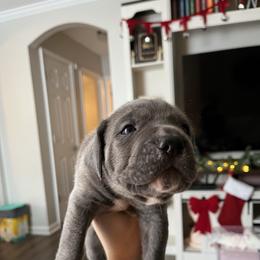 Grey Goose - Gray brindle male Cane Corso puppy in Jacksonville, North Carolina from Cor Dei Cane Corso
