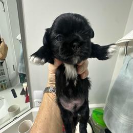 Kringle - Black and white male Shih Tzu puppy in Burlington, North Carolina from Nancy’s Lil’Shih Tzus