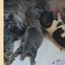 Blue girl - Blue female Shih Tzu puppy in Shinnston, West Virginia from Melissa's World of Shih Tzus