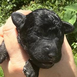 Freedom - Black male Schnoodle puppy in Temple, Texas from Schnauzers Of Taylor