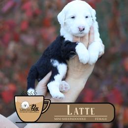 Latte - Black and white female Sheepadoodle puppy in Cleveland, Tennessee from Narrow Path Old English & Sheepadoodles