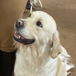 Roberta “Bertie” - Golden Retriever