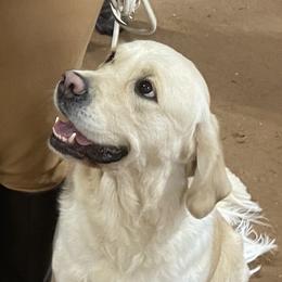 Roberta “Bertie” - Golden Retriever
