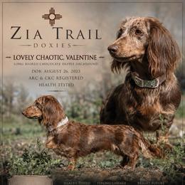 Lovey - Dachshund