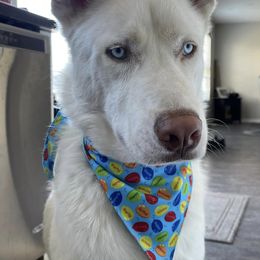 Siberian Huskies from Noemi's Siberian Huskies