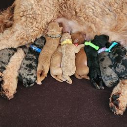 Goldendoodle puppies from Sacred Heart Doodles