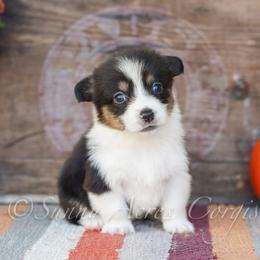 Nutmeg - Black and tan female Pembroke Welsh Corgi puppy in Bedford, Indiana from Sunny Acres Corgis