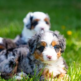 Bambi - Blue merle Bernedoodle puppy in Dalton, Ohio from Spring Mountain Doodles