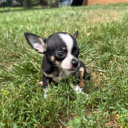 Blackbeard AKC - Black and tan male Chihuahua puppy in Seneca, Missouri from Stephanie’s Puppy Colony
