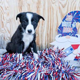 Rojas - Black female Border Collie puppy in Raccoon, Kentucky from Skyline Border Collies