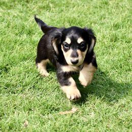 Pepper Jack - Black and cream female Dachshund puppy in Raleigh, North Carolina from McLovin Doxies