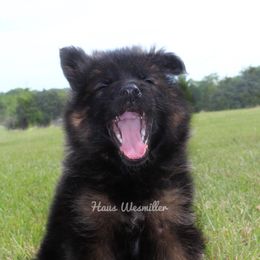 German Shepherd All Grown Up from Haus Wesmiller